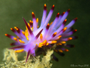 Nudibranch (Trinchesia sibogae) rising from the gloomy wa... by Brian Mayes 